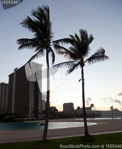 Image of Palm trees at dawn in Waikiki