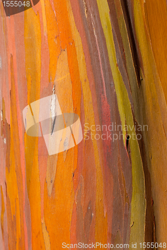 Image of Trunk of eucalyptus tree