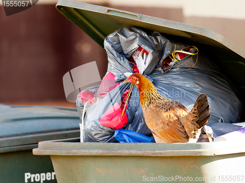 Image of Hen in trash container