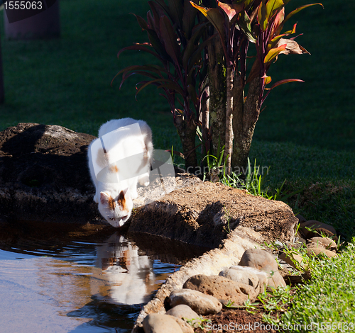 Image of Cat drinking from pool in garden