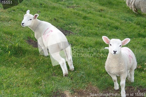 Image of spring lamb