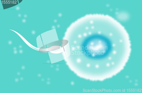 Image of sperm cell fertilizing egg