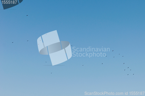 Image of Birds flying