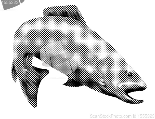 Image of trout fish jumping