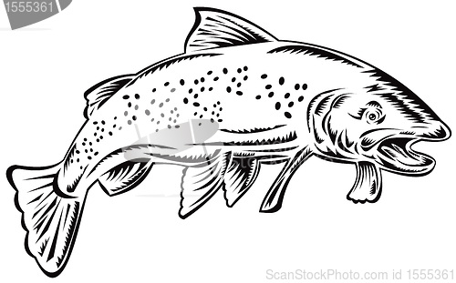 Image of trout fish jumping black and white