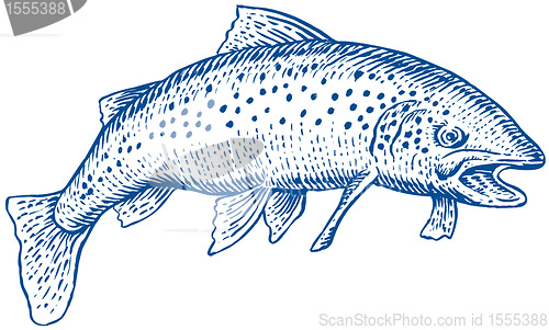 Image of speckled trout fish jumping