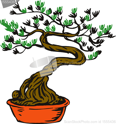 Image of bonsai tree