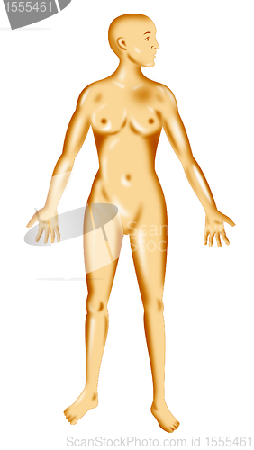 Image of female human anatomy standing