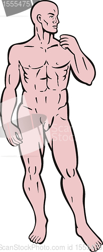 Image of male human anatomy standing