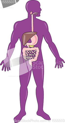 Image of male human anatomy standing