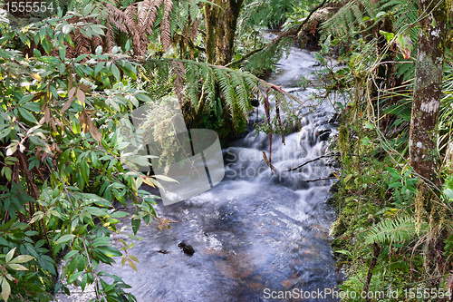 Image of rain forest stream
