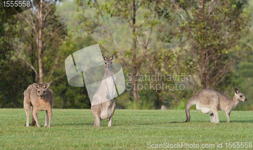 Image of eastern grey kangaroos