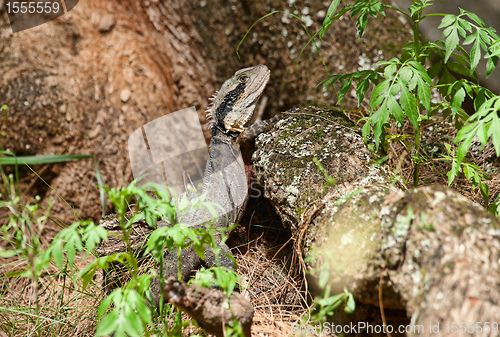 Image of eastern water dragon lizard