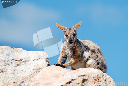 Image of yellow footed rock wallaby