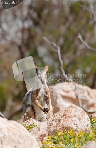 Image of yellow footed rock wallaby