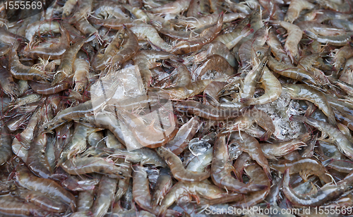 Image of fresh shrimps or prawns