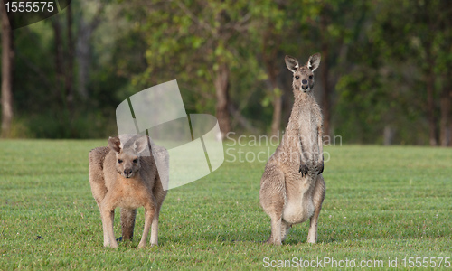 Image of eastern grey kangaroos