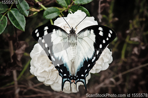 Image of butterfly on a rose flower