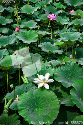 Image of water lillies