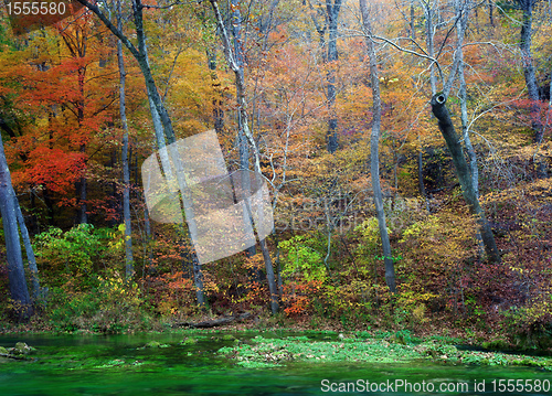 Image of autumn leaves and trees on river
