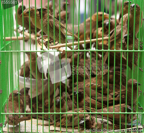 Image of birds in a cage