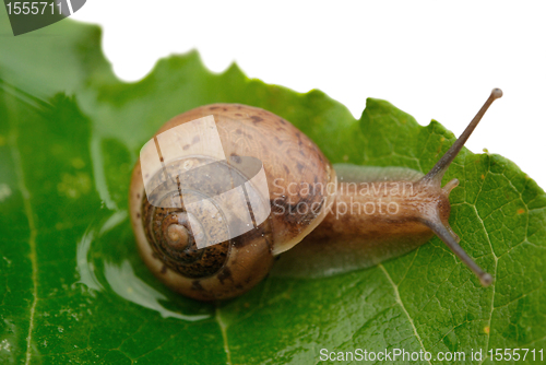 Image of Snail