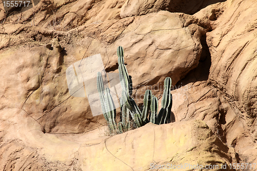 Image of Cactus in desert