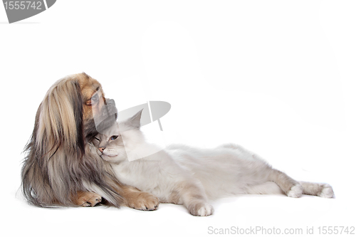 Image of dog and Cat