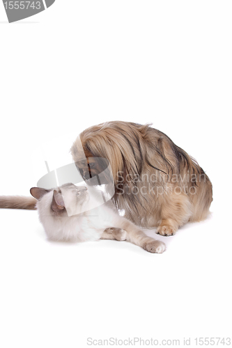 Image of dog and Cat