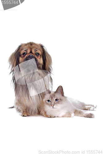 Image of dog and Cat