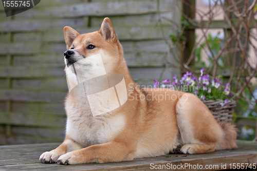 Image of Shiba Inu dog