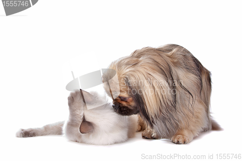 Image of dog and Cat