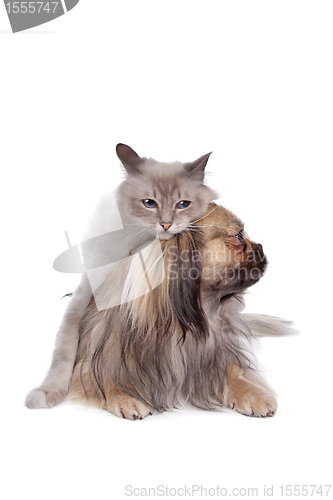 Image of dog and Cat