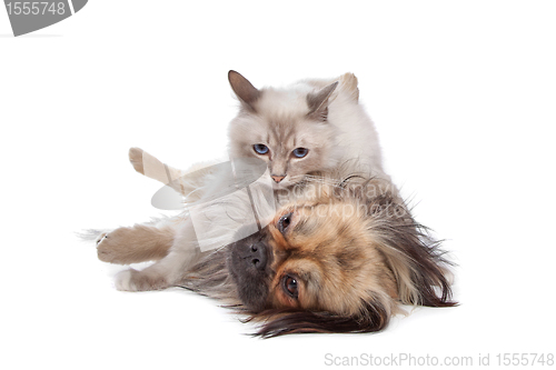 Image of dog and Cat