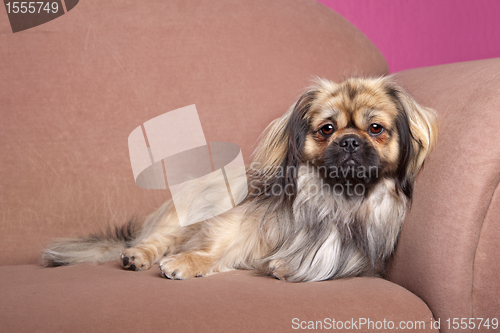 Image of Tibetan Terrier