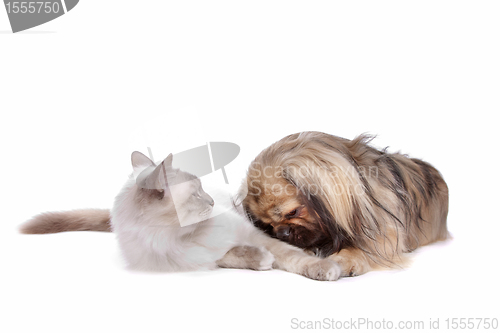 Image of dog and Cat