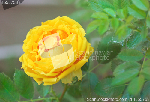 Image of Rose