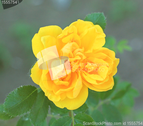 Image of Rose