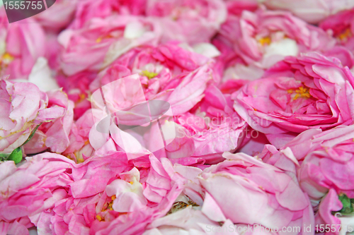 Image of Roses