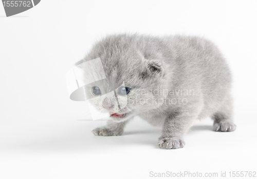 Image of Little kitten