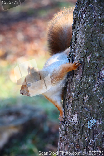 Image of Squirrel on the tree