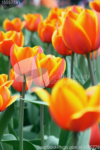 Image of Some tulips