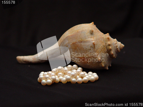 Image of Conch Shell and Pearls