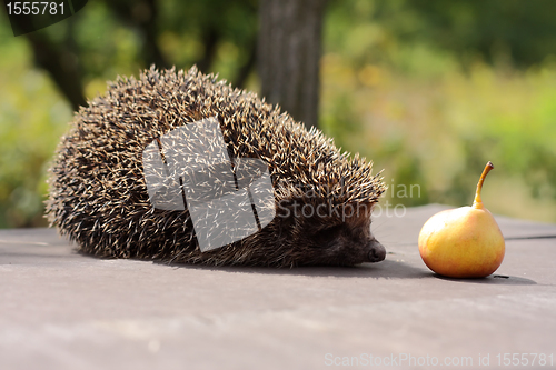 Image of hedgehog and a pear