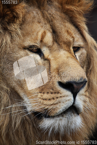 Image of Lion's portrait