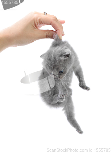 Image of Girl holds little kitten