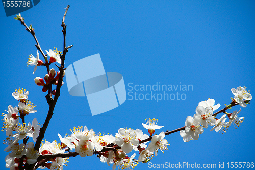 Image of Flowering apricot