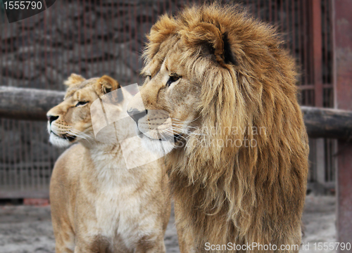 Image of Lion family