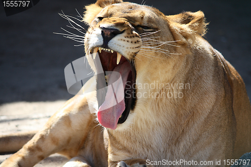 Image of Lioness roaring