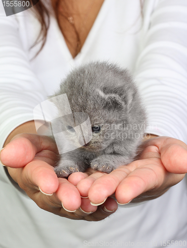 Image of Little kitten in the hands